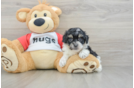 Cute Poochon Baby