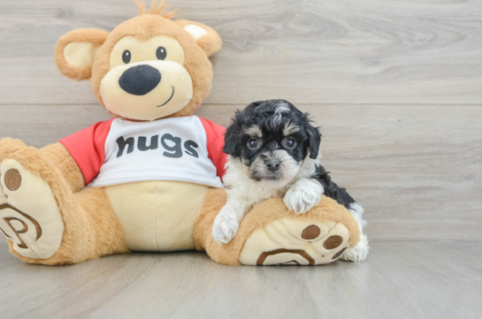 Cute Poochon Baby