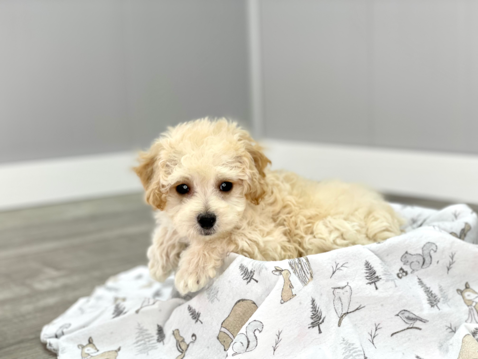 Poochon Puppy for Adoption