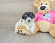 7 week old Poochon Puppy For Sale - Premier Pups