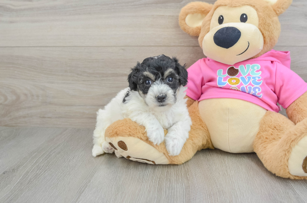 5 week old Poochon Puppy For Sale - Premier Pups