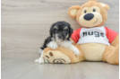 Playful Bichpoo Poodle Mix Puppy