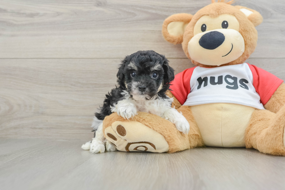 Playful Bichpoo Poodle Mix Puppy