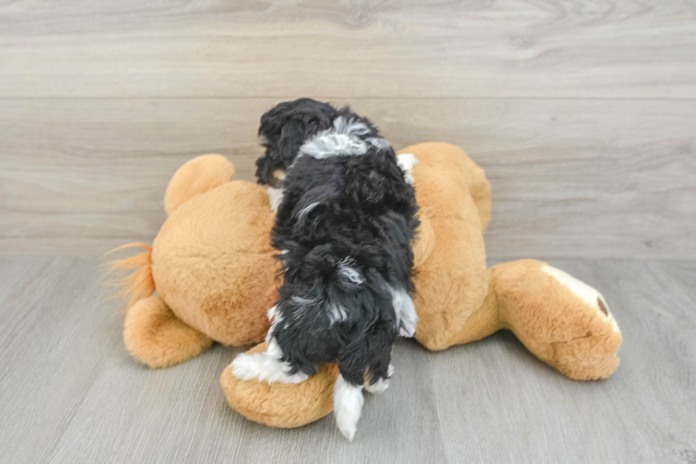 Happy Poochon Baby