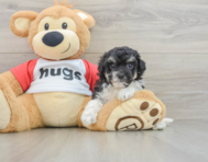 7 week old Poochon Puppy For Sale - Premier Pups