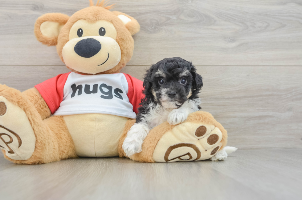 5 week old Poochon Puppy For Sale - Premier Pups