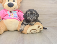 7 week old Poochon Puppy For Sale - Premier Pups