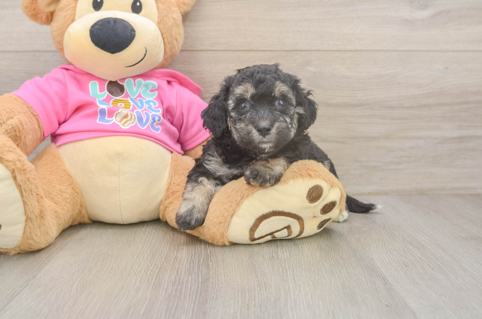 5 week old Poochon Puppy For Sale - Premier Pups