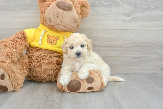 Poochon Puppy for Adoption