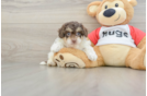 Poochon Puppy for Adoption