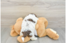 Popular Poochon Poodle Mix Pup
