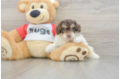 Best Poochon Baby