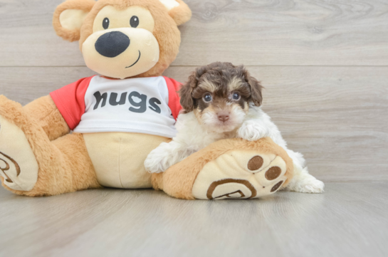 Best Poochon Baby