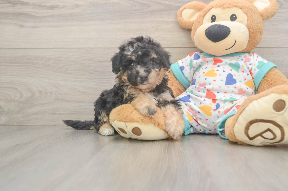 5 week old Poochon Puppy For Sale - Premier Pups