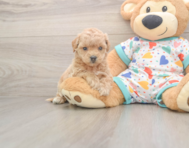8 week old Poochon Puppy For Sale - Premier Pups
