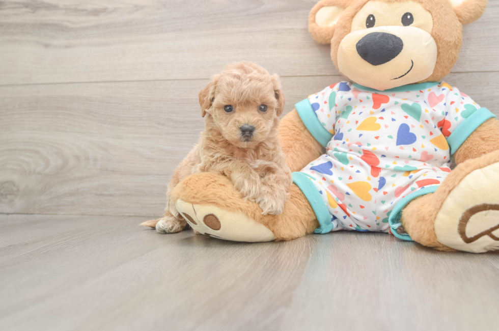 5 week old Poochon Puppy For Sale - Premier Pups