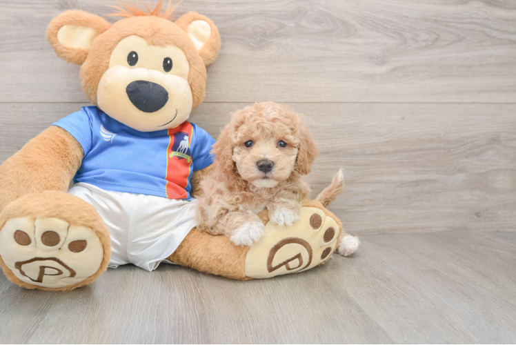 Popular Poochon Poodle Mix Pup