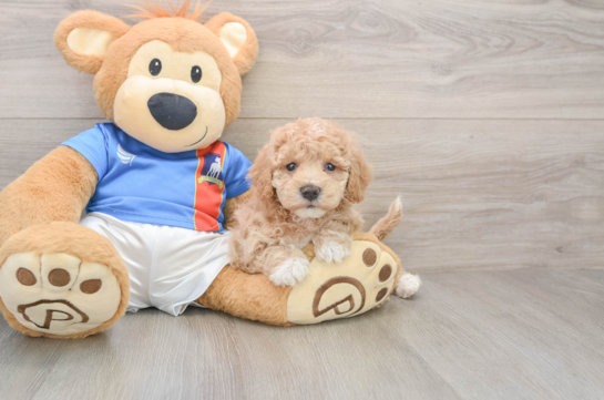 Popular Poochon Poodle Mix Pup