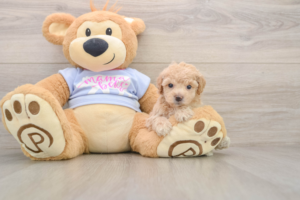 Poochon Puppy for Adoption