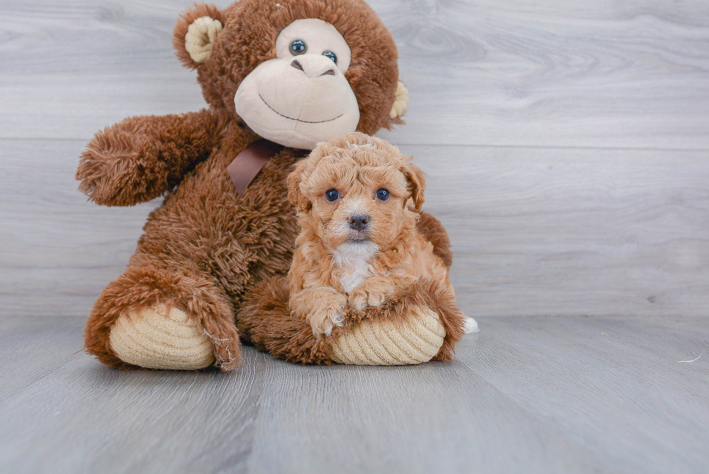 Small Poochon Baby