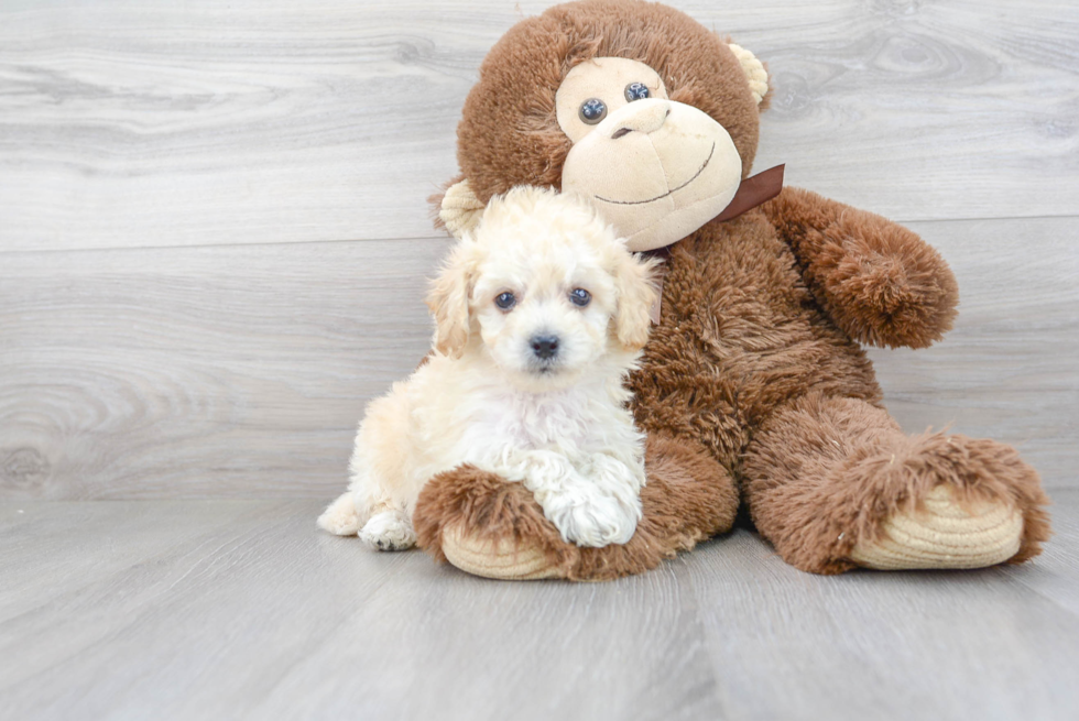 Energetic Bichpoo Poodle Mix Puppy