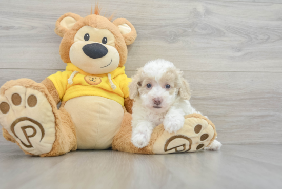 Hypoallergenic Bichpoo Poodle Mix Puppy