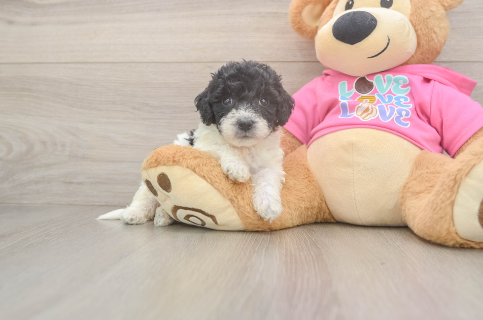 5 week old Poochon Puppy For Sale - Premier Pups