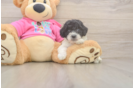 Smart Poochon Poodle Mix Pup