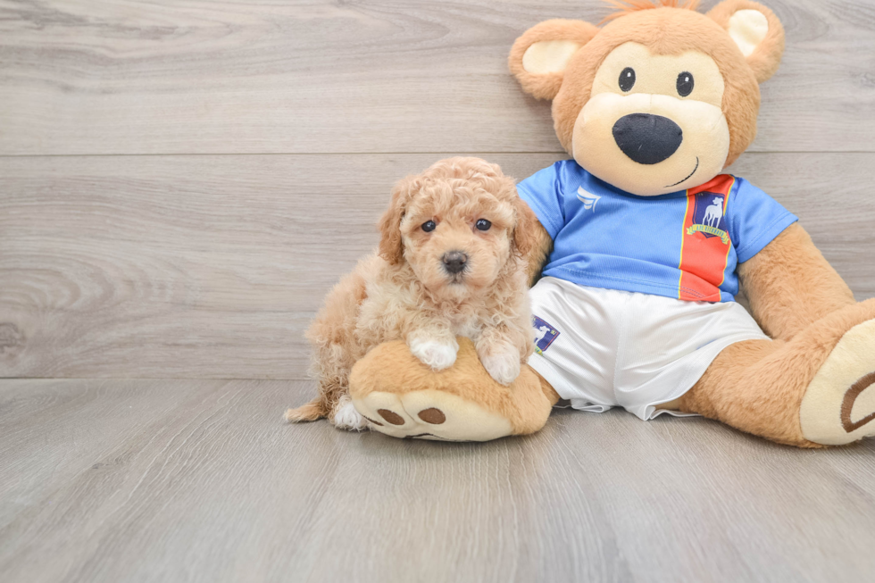 Poochon Pup Being Cute