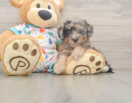 7 week old Poochon Puppy For Sale - Premier Pups