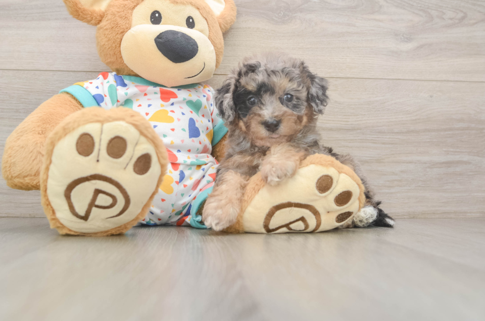 5 week old Poochon Puppy For Sale - Premier Pups