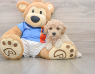 6 week old Poochon Puppy For Sale - Premier Pups