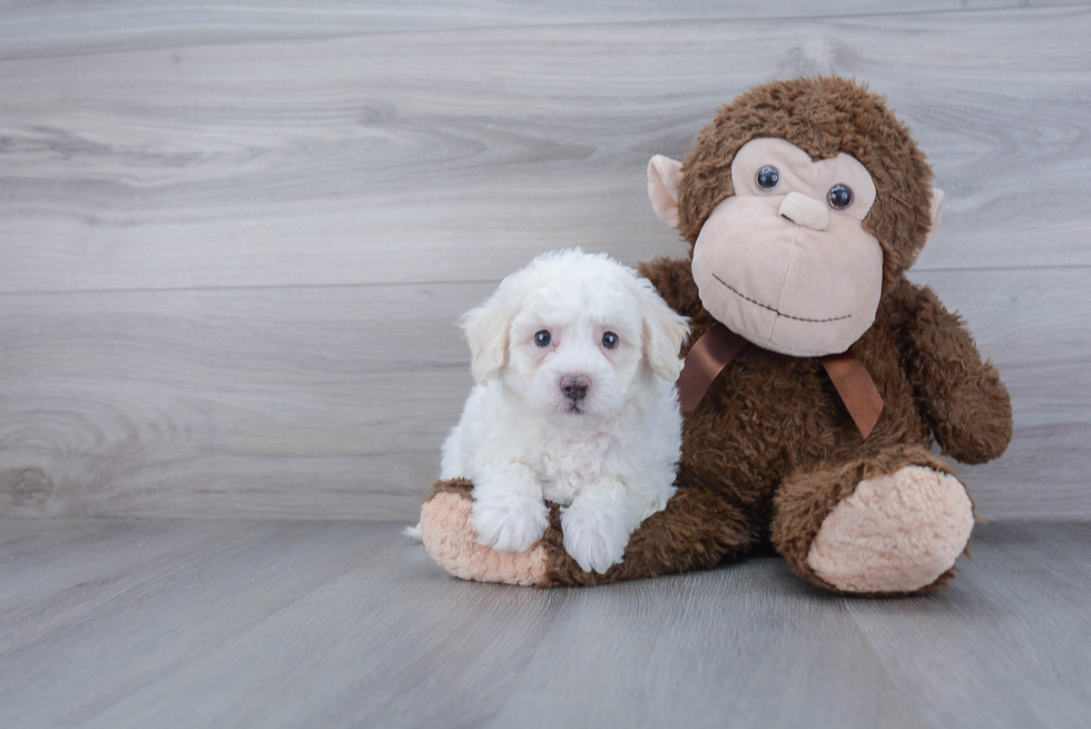 Poochon Pup Being Cute