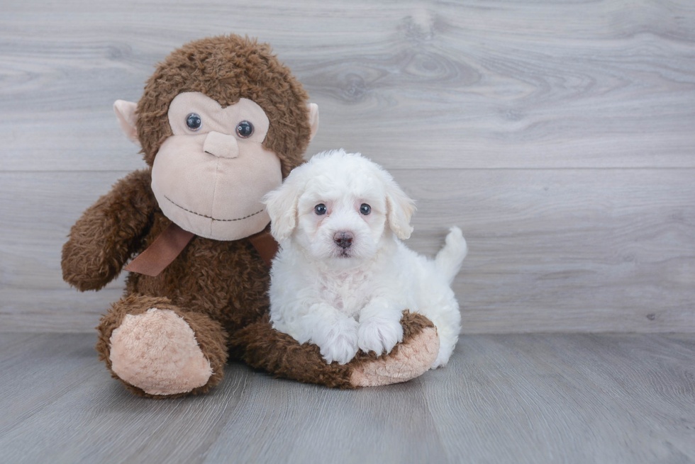 Petite Poochon Poodle Mix Pup