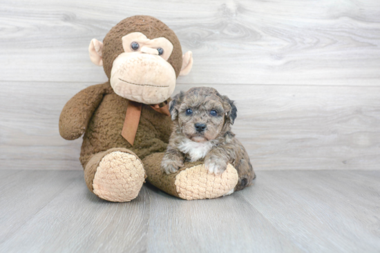 Popular Poochon Poodle Mix Pup