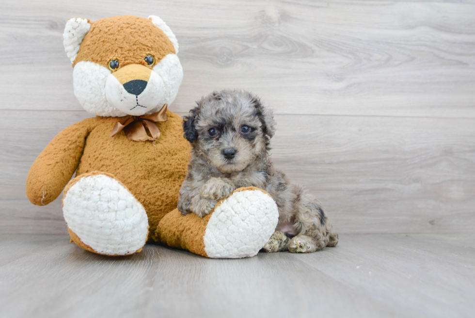 Happy Poochon Baby