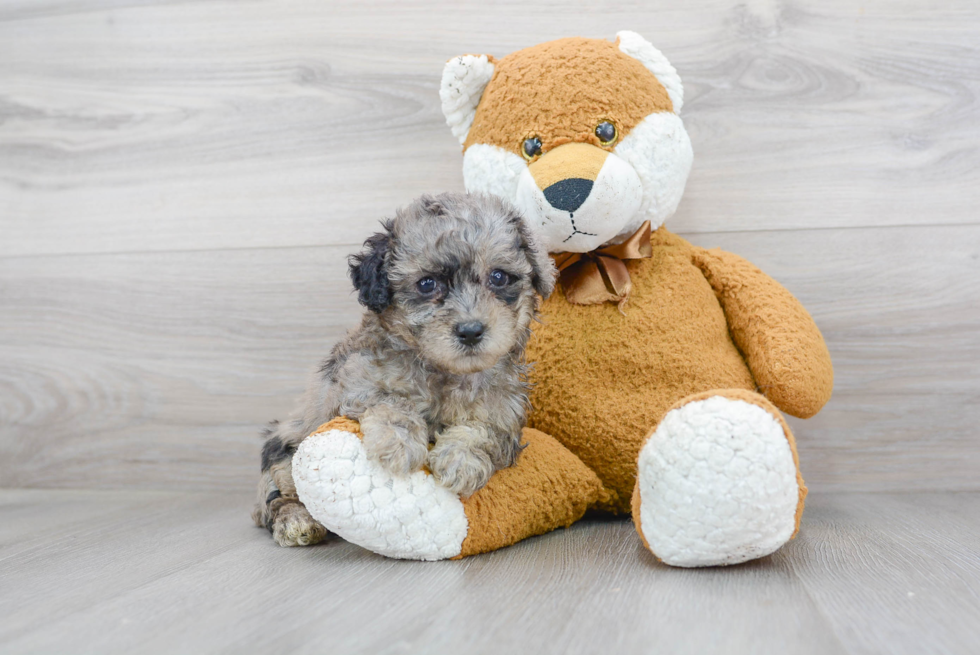 Poochon Pup Being Cute