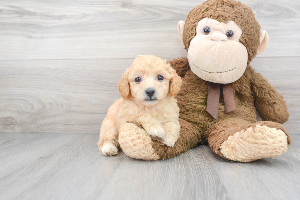 Energetic Bichpoo Poodle Mix Puppy