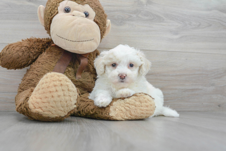 Hypoallergenic Bichpoo Poodle Mix Puppy