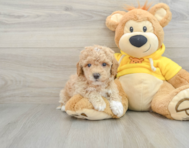 7 week old Poochon Puppy For Sale - Premier Pups