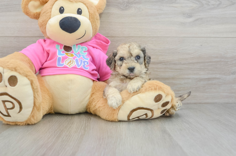 5 week old Poochon Puppy For Sale - Premier Pups