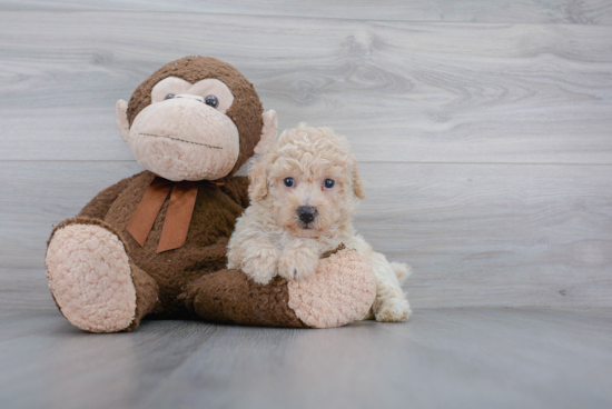 Petite Poochon Poodle Mix Pup