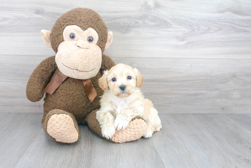 Playful Bichpoo Poodle Mix Puppy