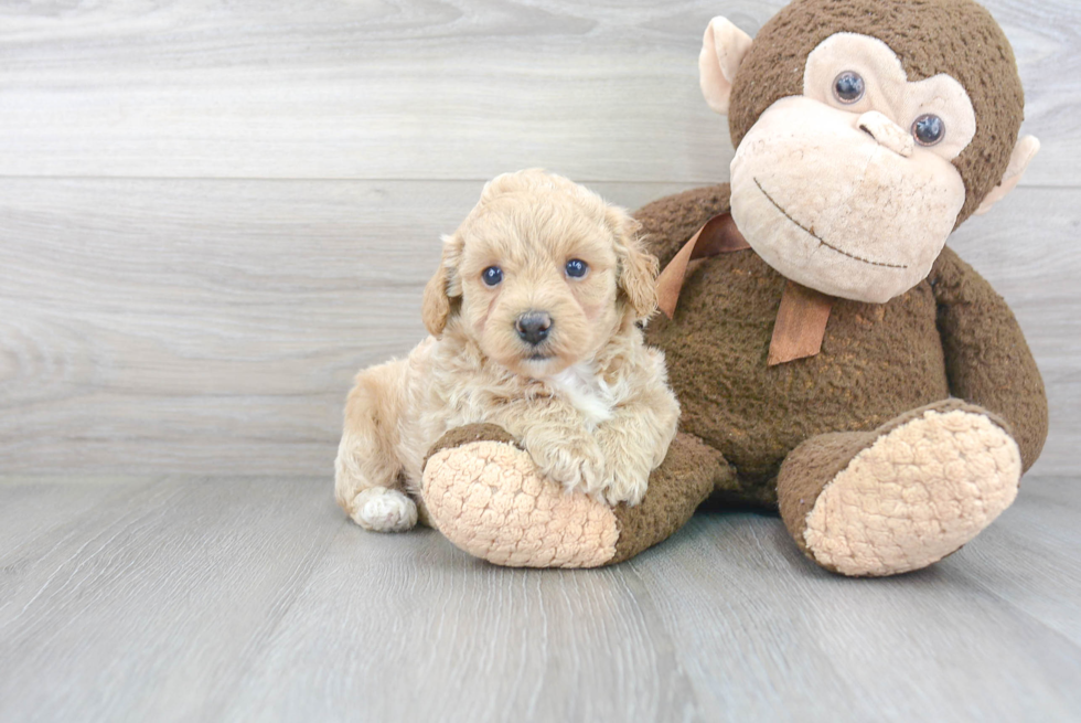 Poochon Pup Being Cute