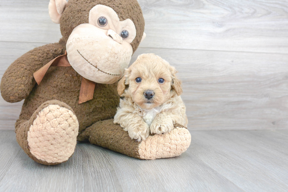 Little Bichpoo Poodle Mix Puppy