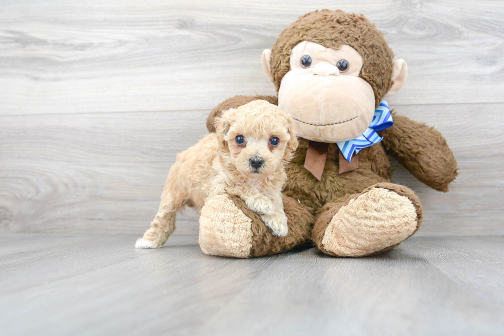 Friendly Poochon Baby