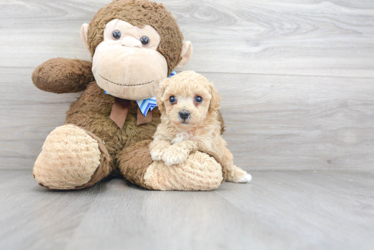 Smart Poochon Poodle Mix Pup