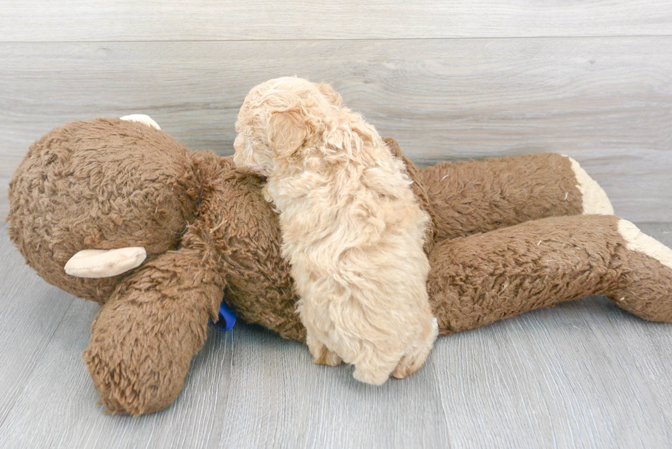 Energetic Bichpoo Poodle Mix Puppy