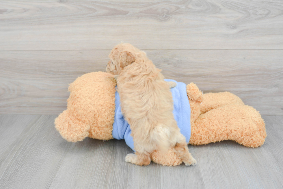 Little Bichpoo Poodle Mix Puppy