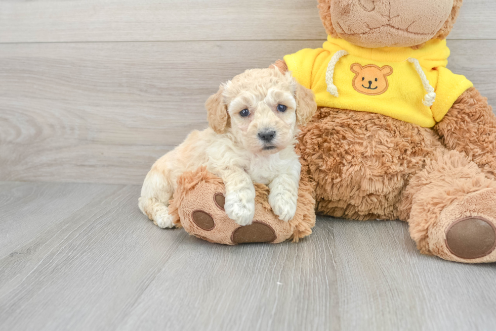 Playful Bichpoo Poodle Mix Puppy